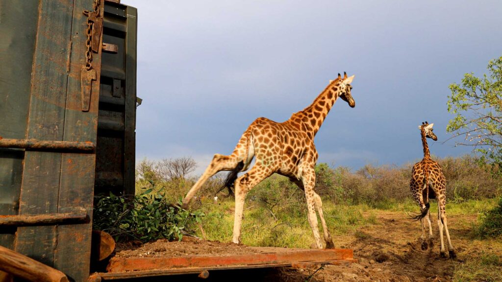 Visit Ruko Giraffe Sanctuary