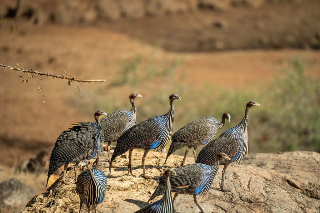 Birding Extravaganza