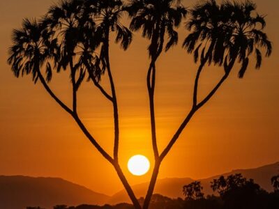 SararaWilderness_SNR_Stock_Palm_web