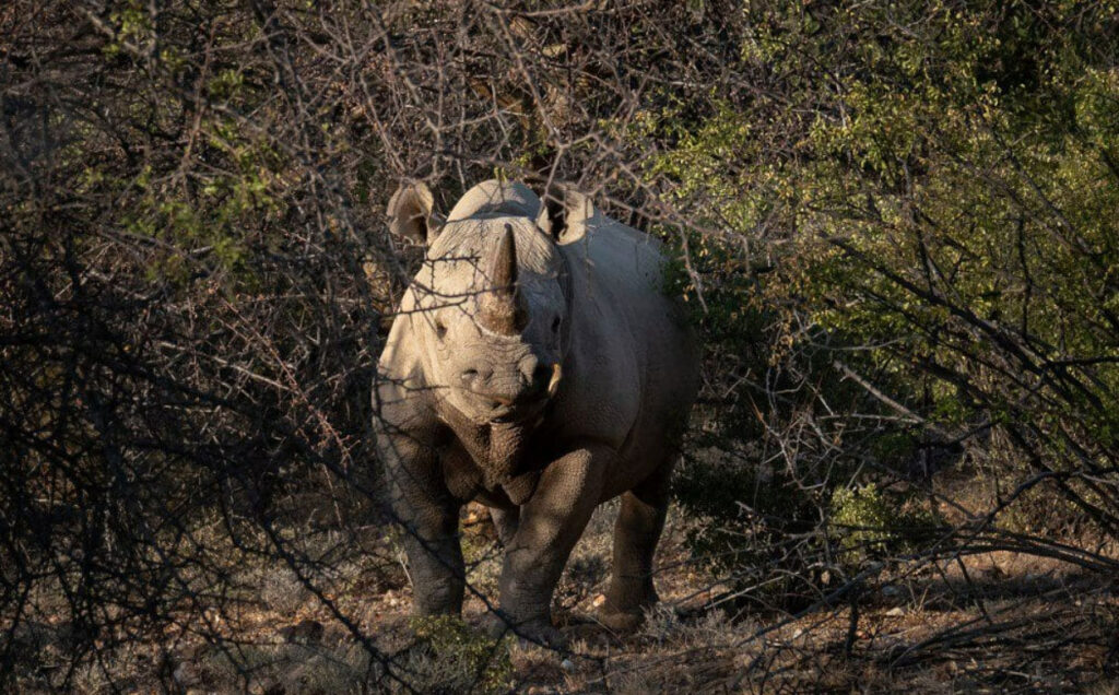 Rhino Tracking